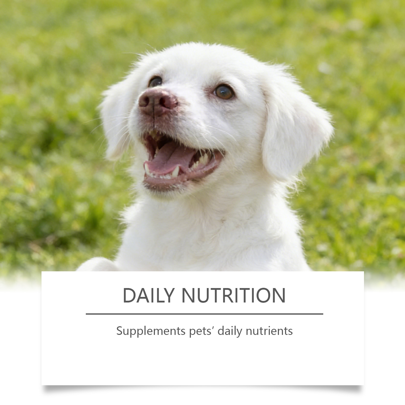 Dog Taurine Powder Easy-To-Mix – обзор и цена Wellness Health Nutrition